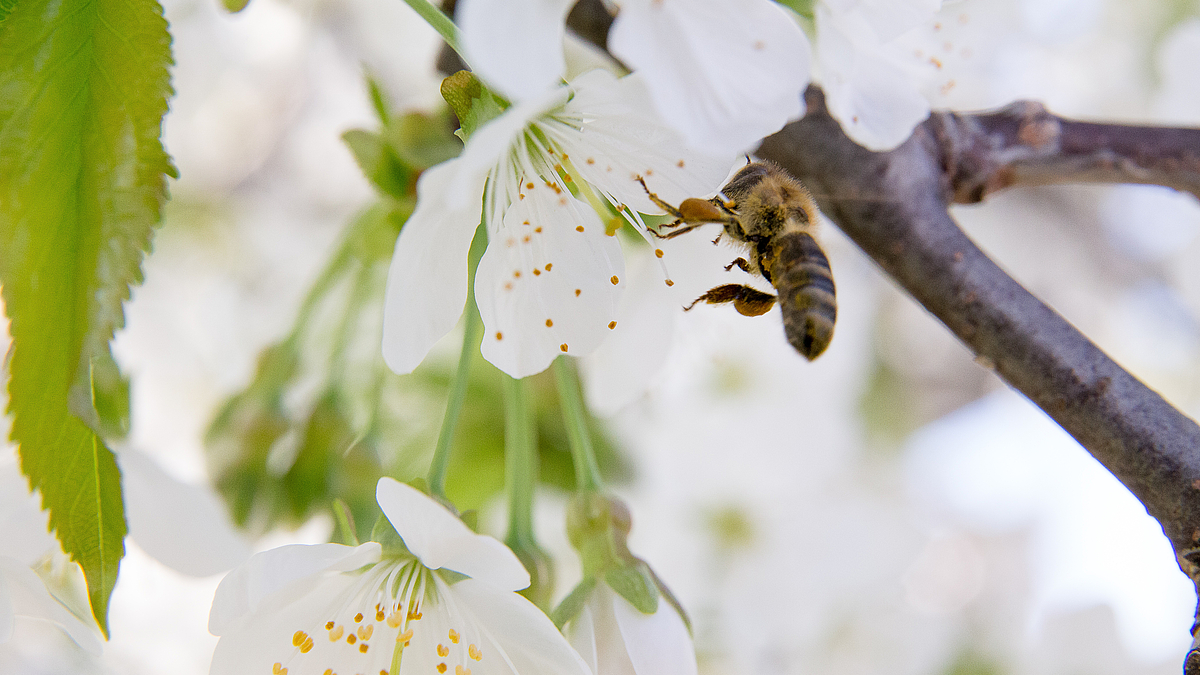 Bienen und Blüten